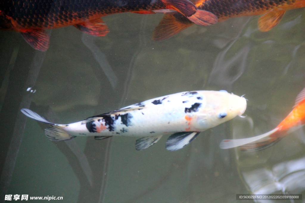 游魚 錦鯉