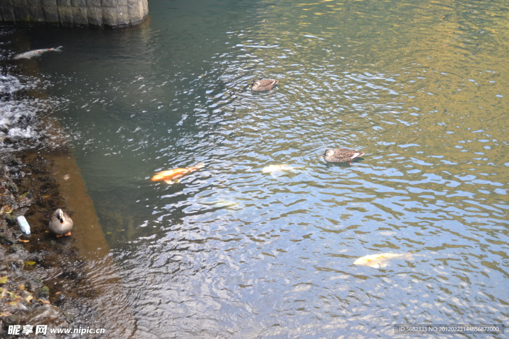 韓國(guó)天地淵之魚(yú)