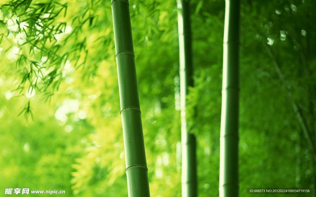 竹林