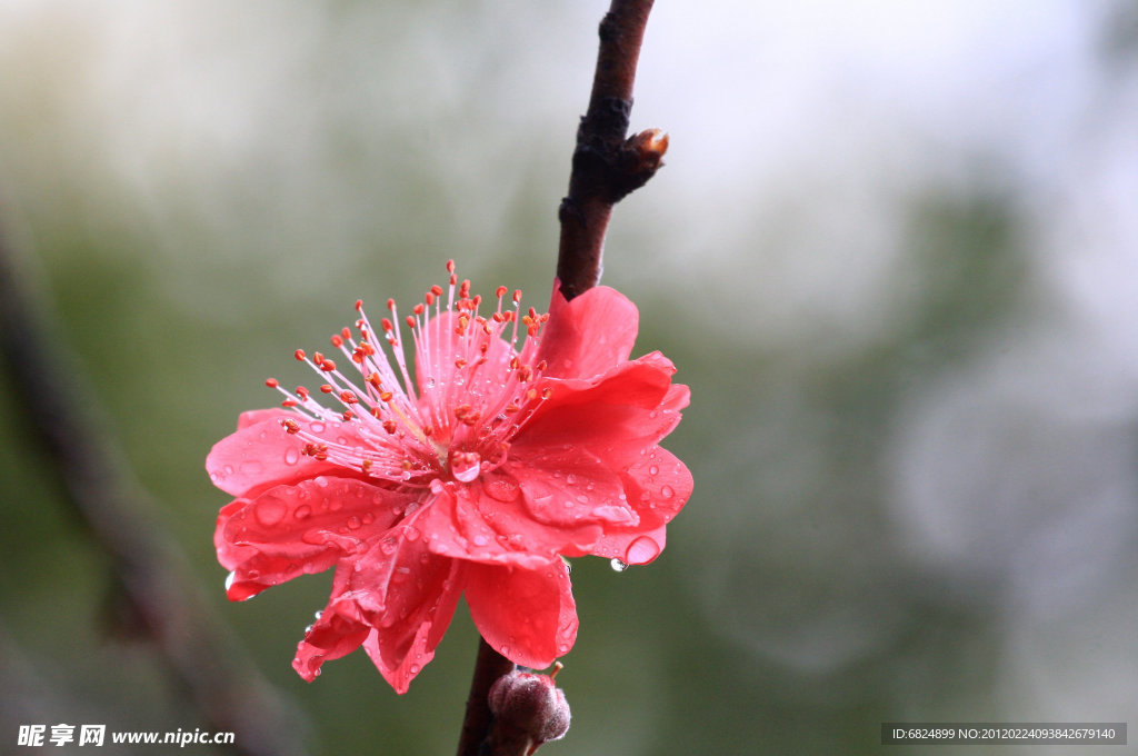 桃花