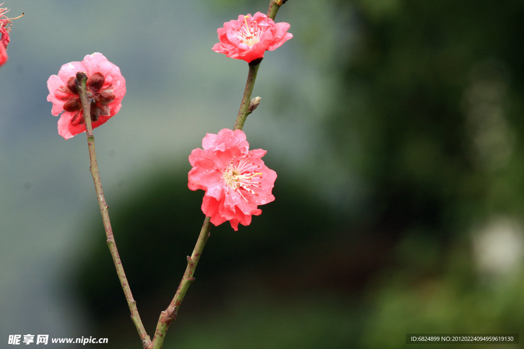桃花