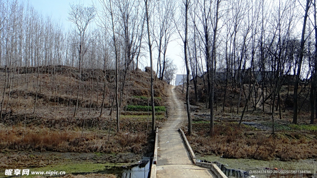 林子 道路