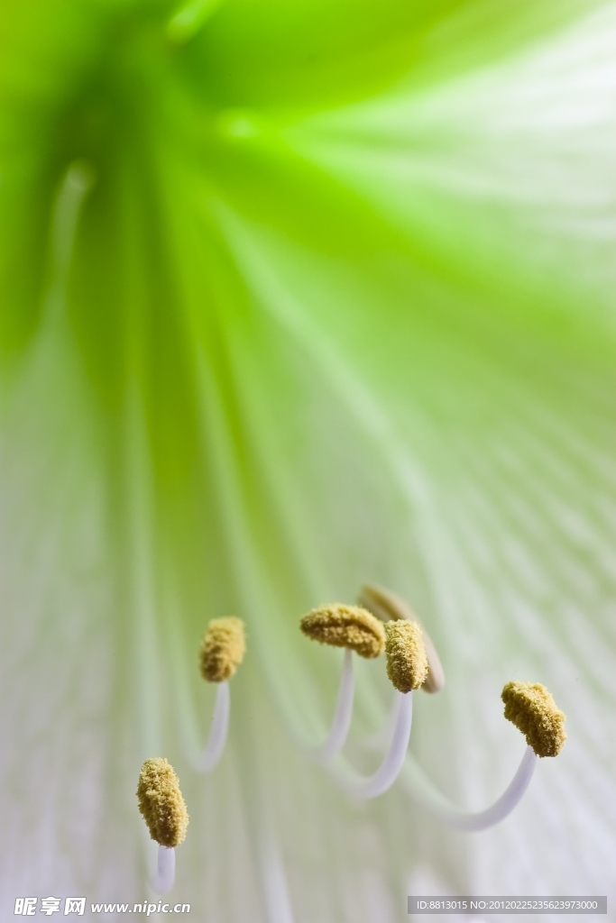 綠色花蕊
