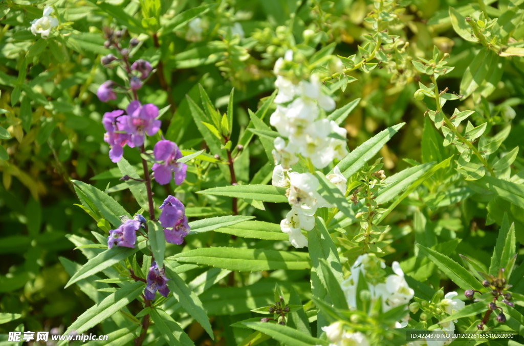 藍花鼠尾草
