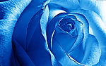 鲜花 蓝色 玫瑰花