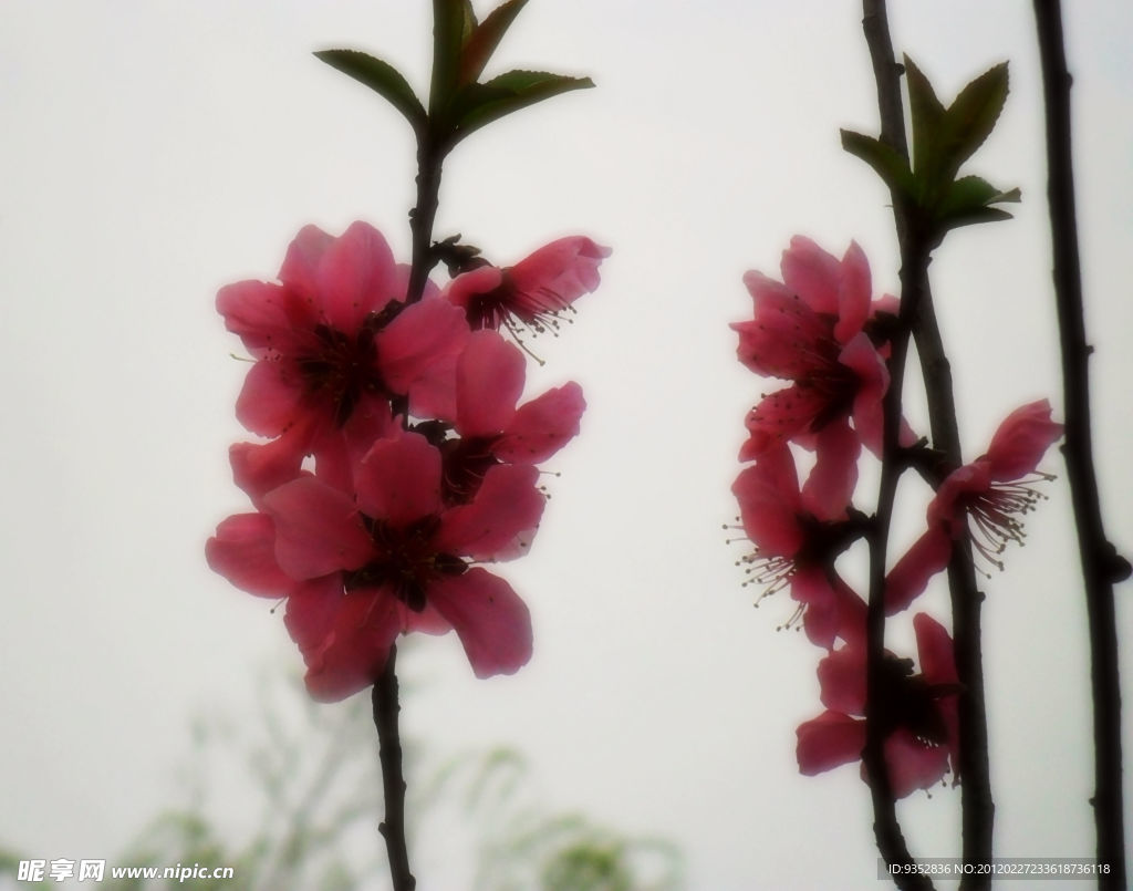 桃花爛漫(非高清)