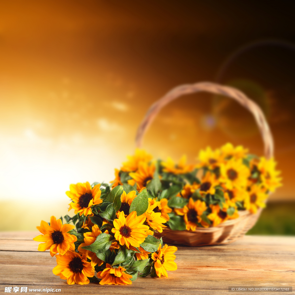 日出太陽花