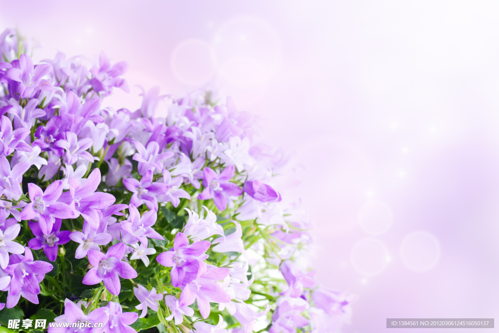 丁香花背景