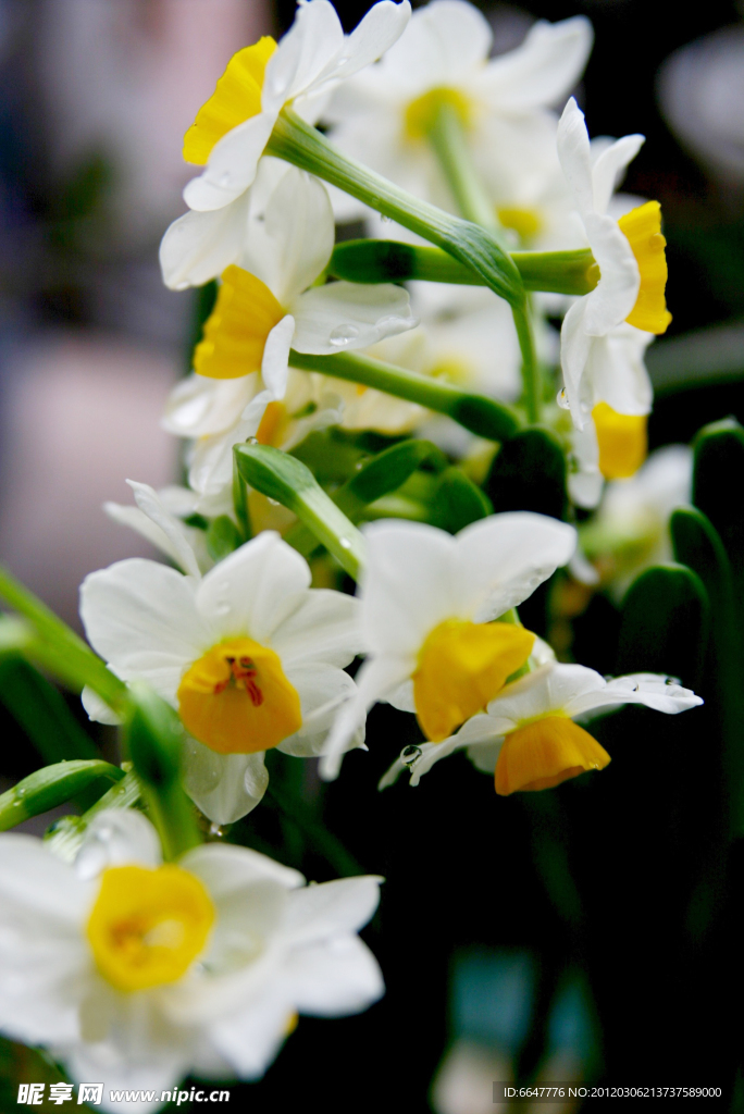 水仙花