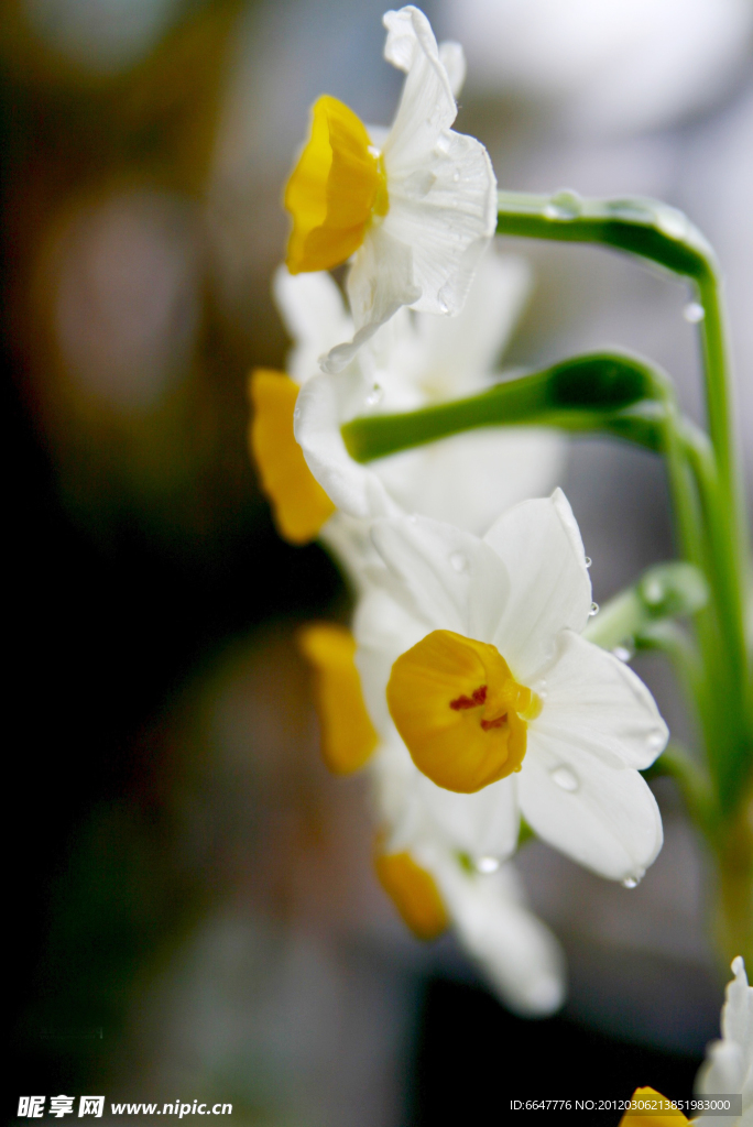 水仙花