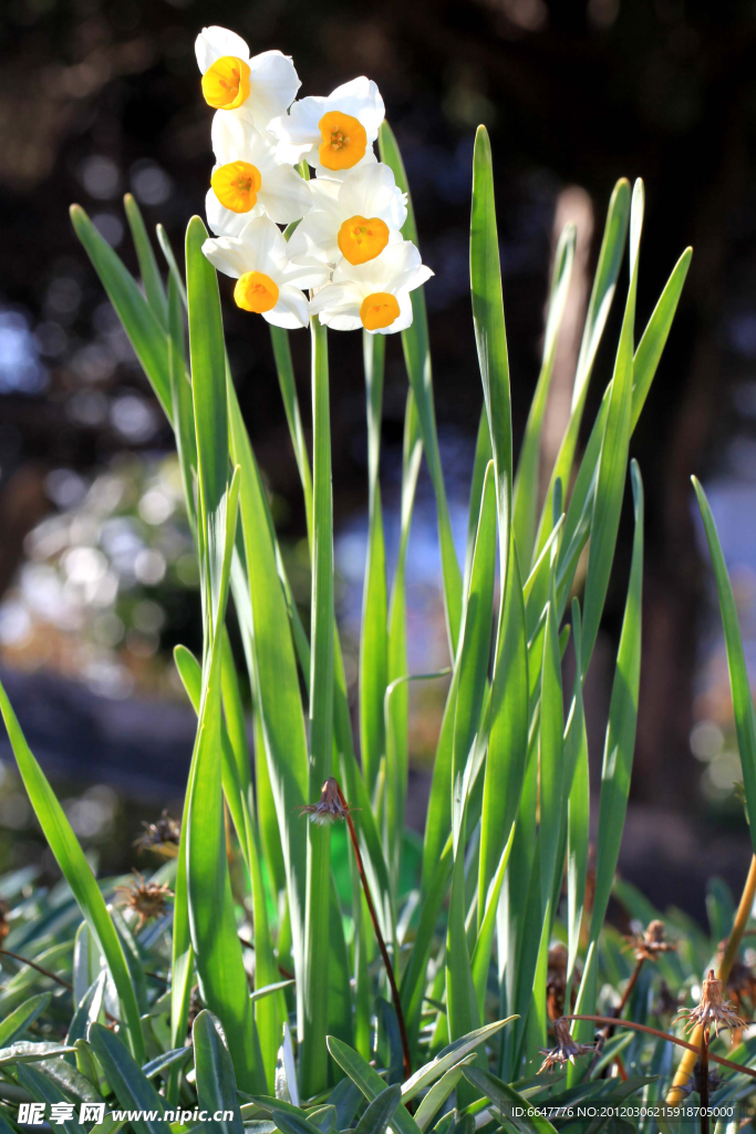 水仙花