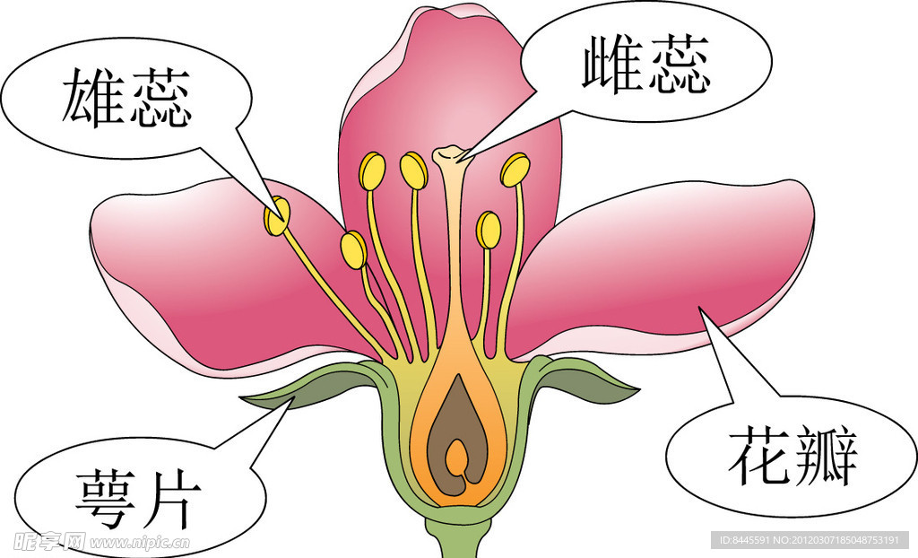 花的組成