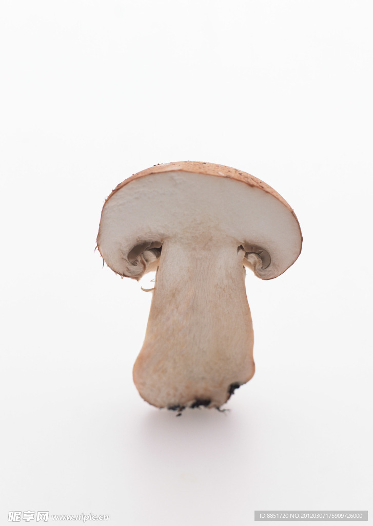 白色香菇