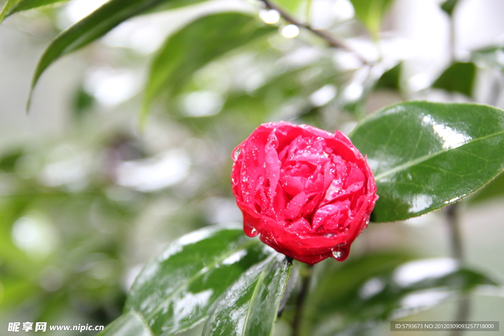 茶花