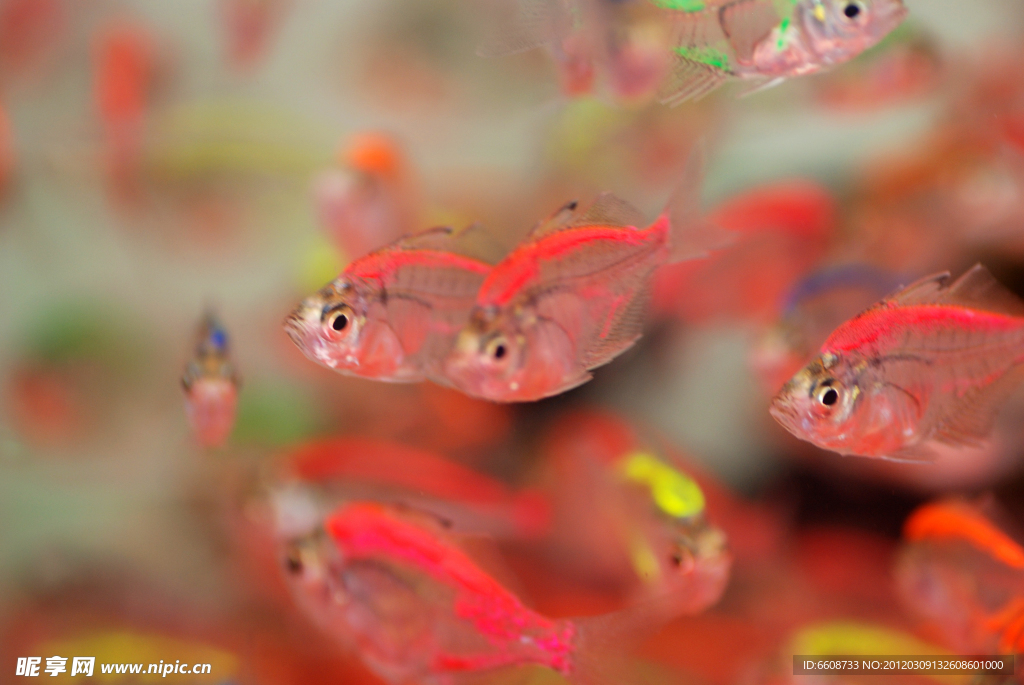 小魚觀賞魚