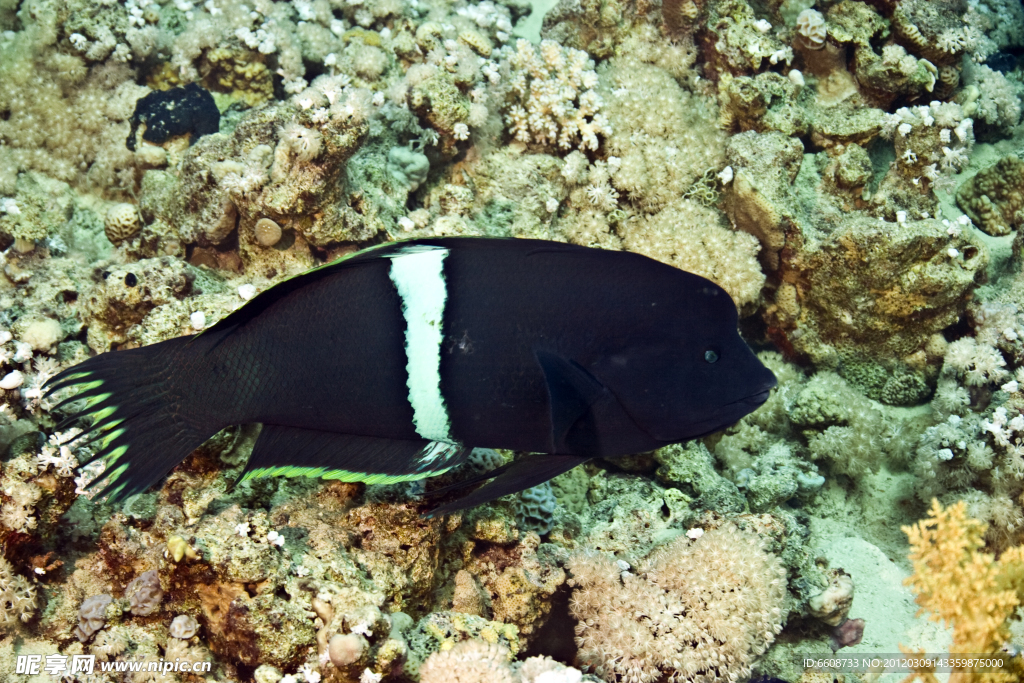 深海小魚
