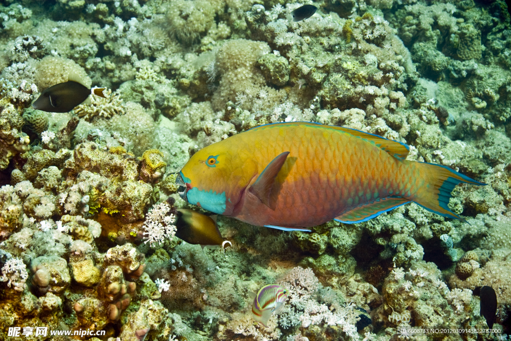 深海小魚