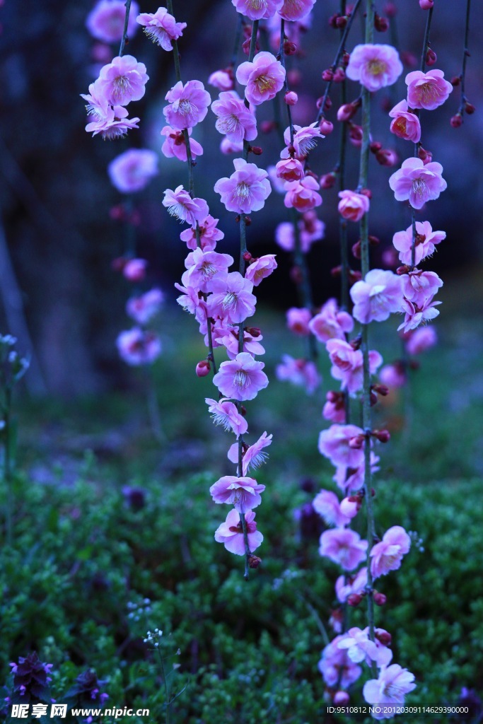 粉色桃花