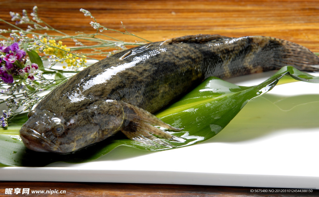 筍殼魚