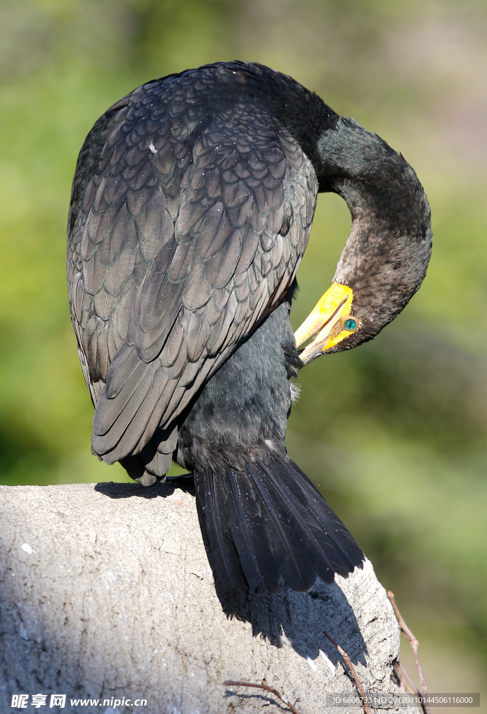 野生鳥類攝影