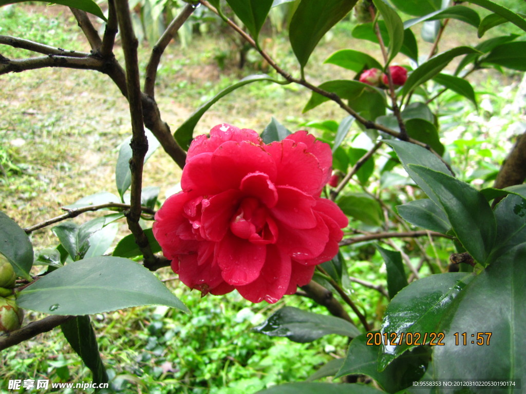 茶花