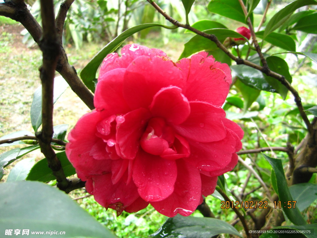 茶花