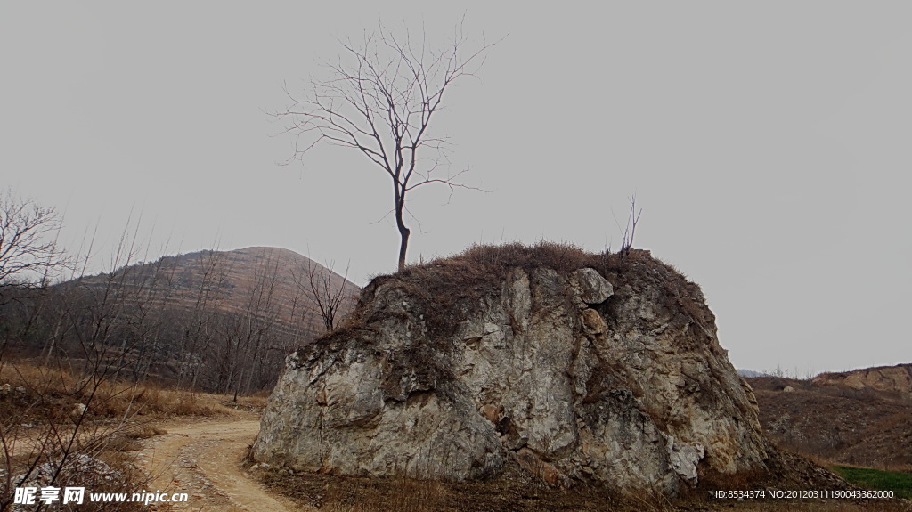 突兀山獨樹