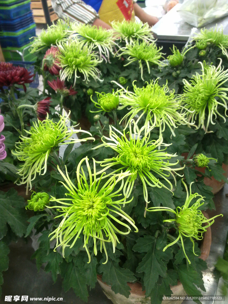 綠菊花