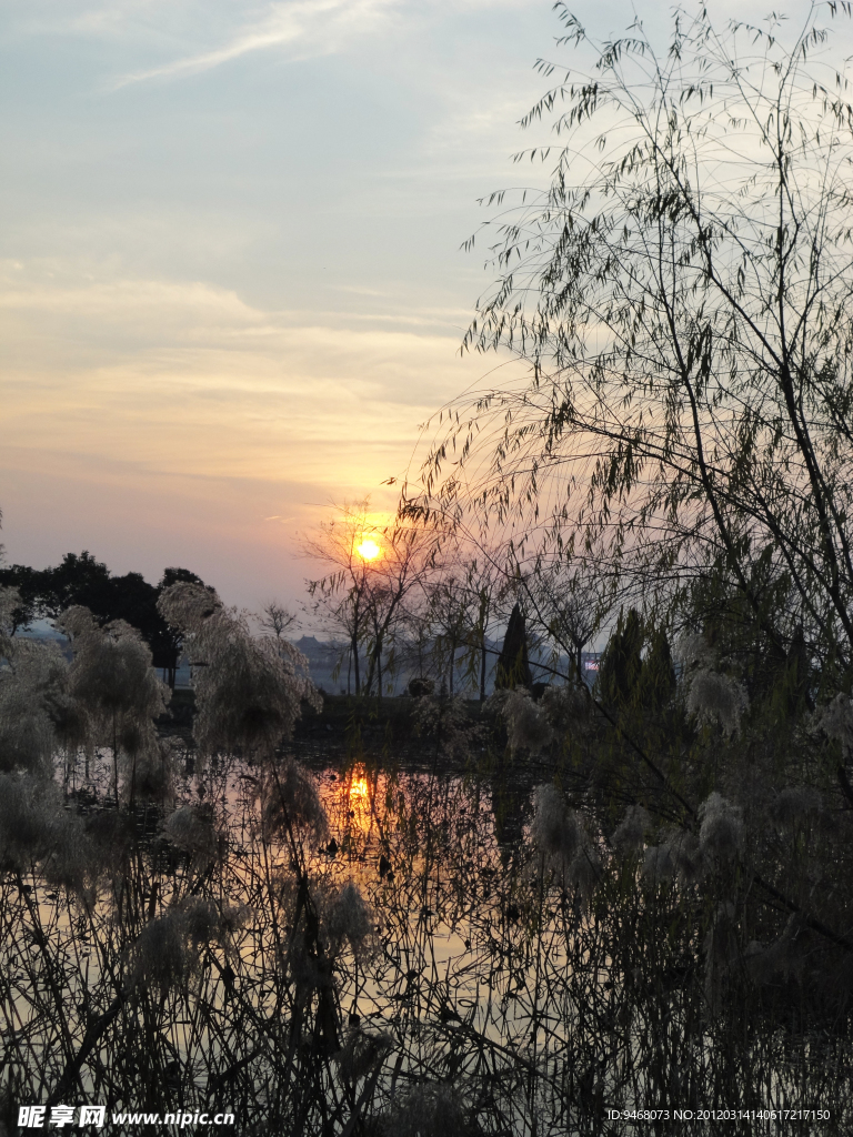 夕下蘆花