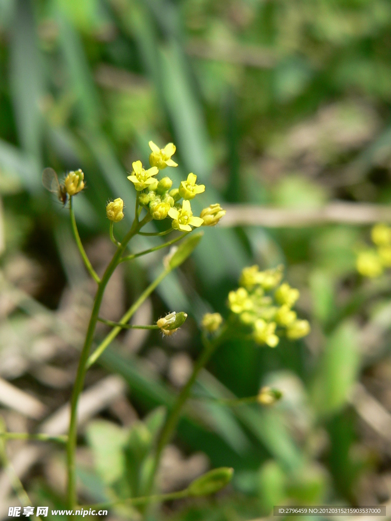 小黃花