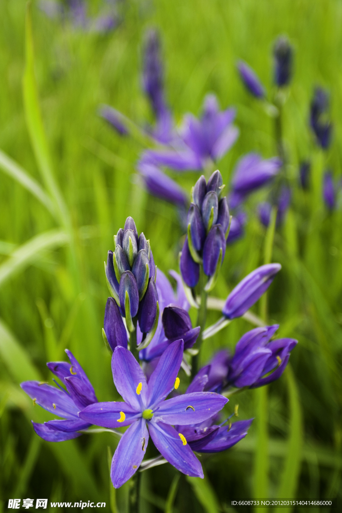 小蘭花