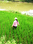农忙种水稻的女人