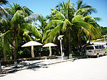 海南亚龙湾椰树