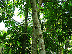 海南热带雨林