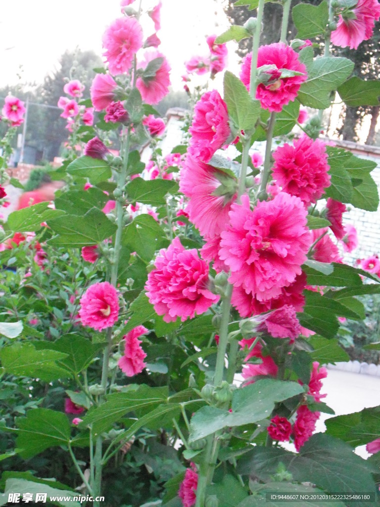 木槿花