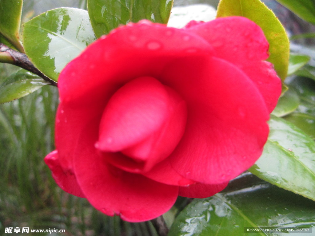 茶花