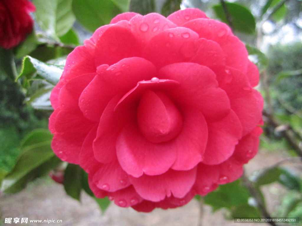 茶花