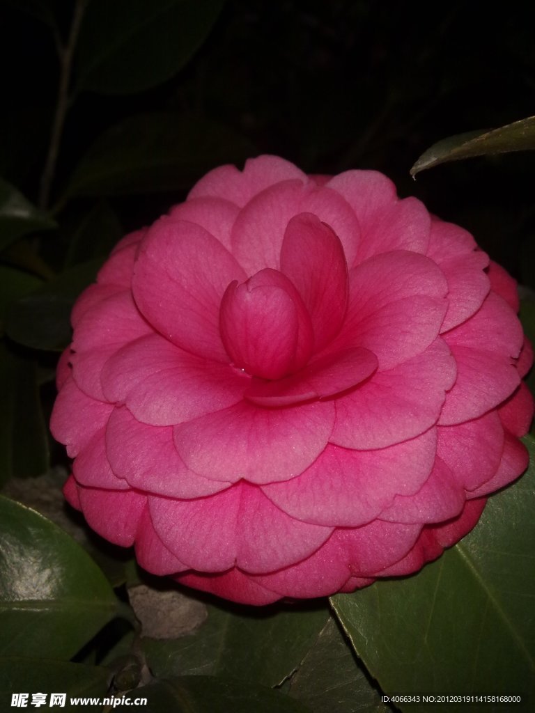 紅茶花