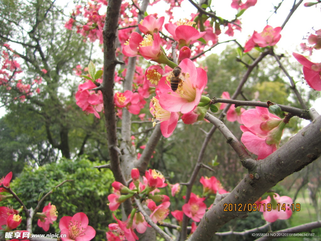 蜂花戀