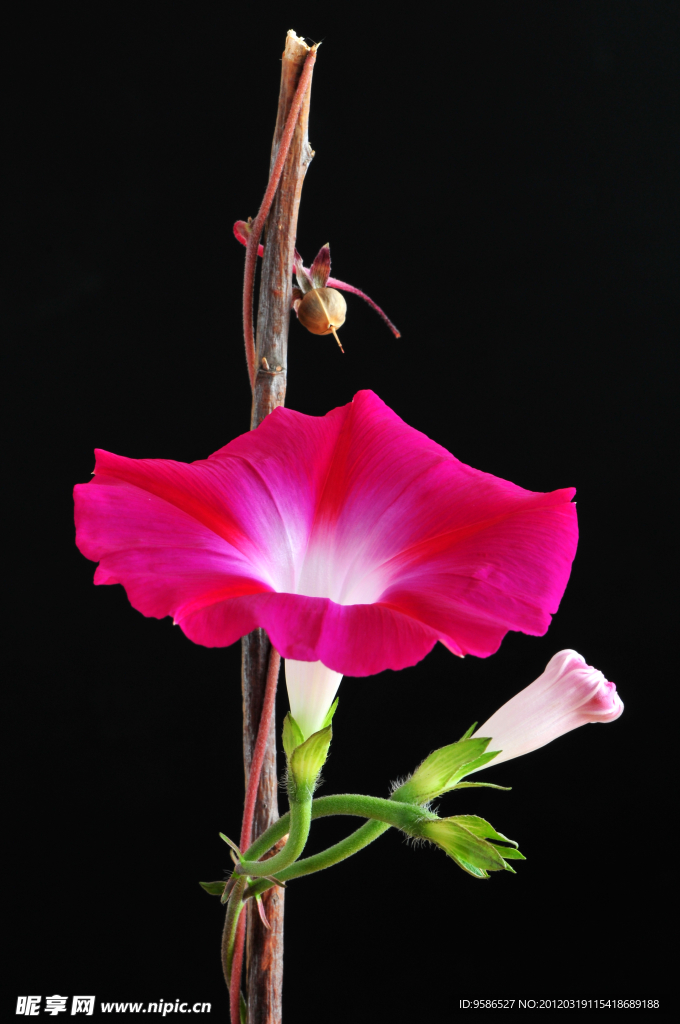 牽牛花
