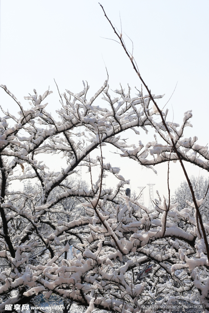 春雪