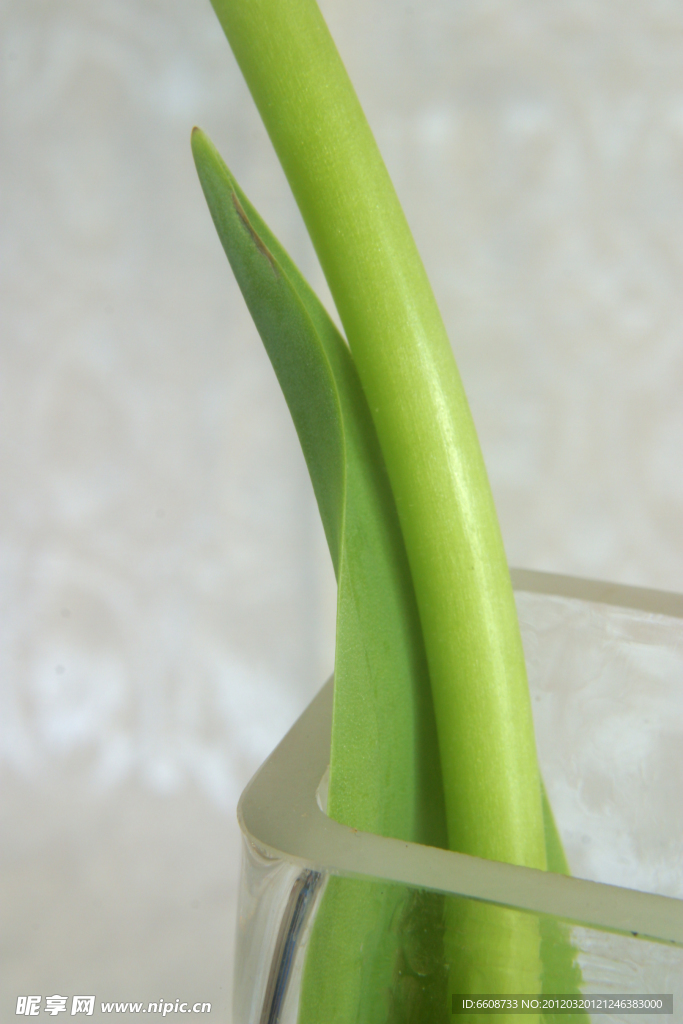 觀賞綠植