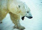 风雪中的北极熊