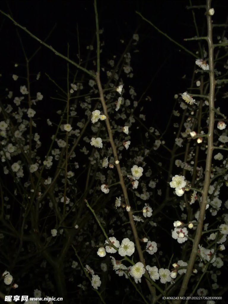 梅花吐蕊
