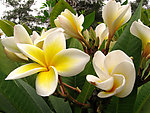 花兒嬌