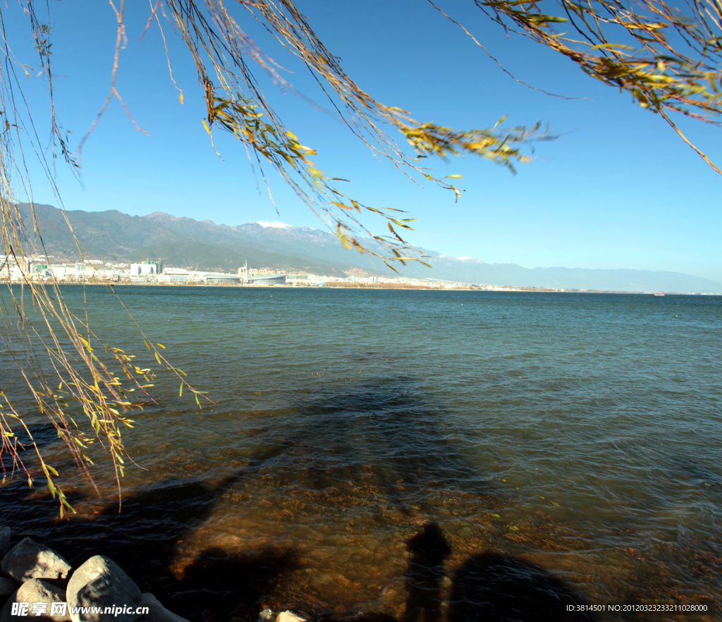 大風(fēng)柳絮