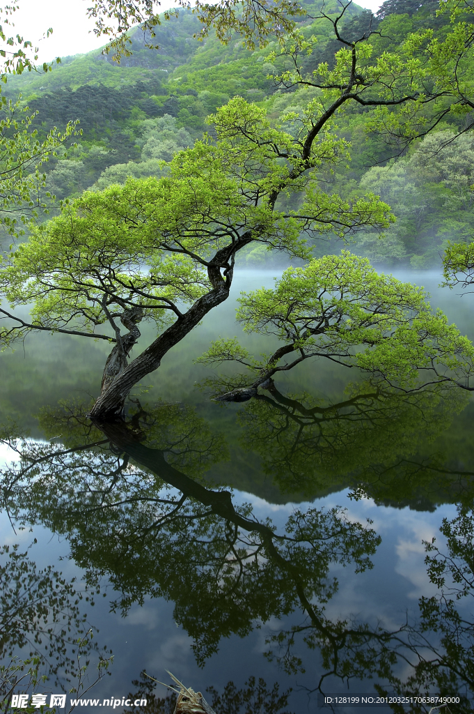 水中樹木