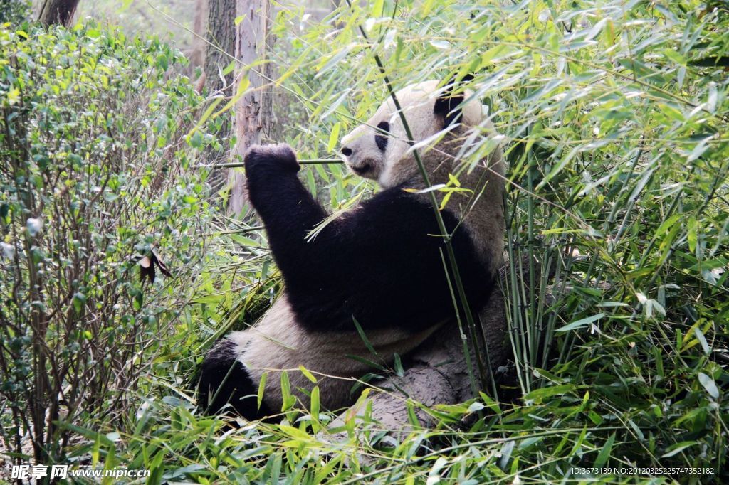 野生大熊猫