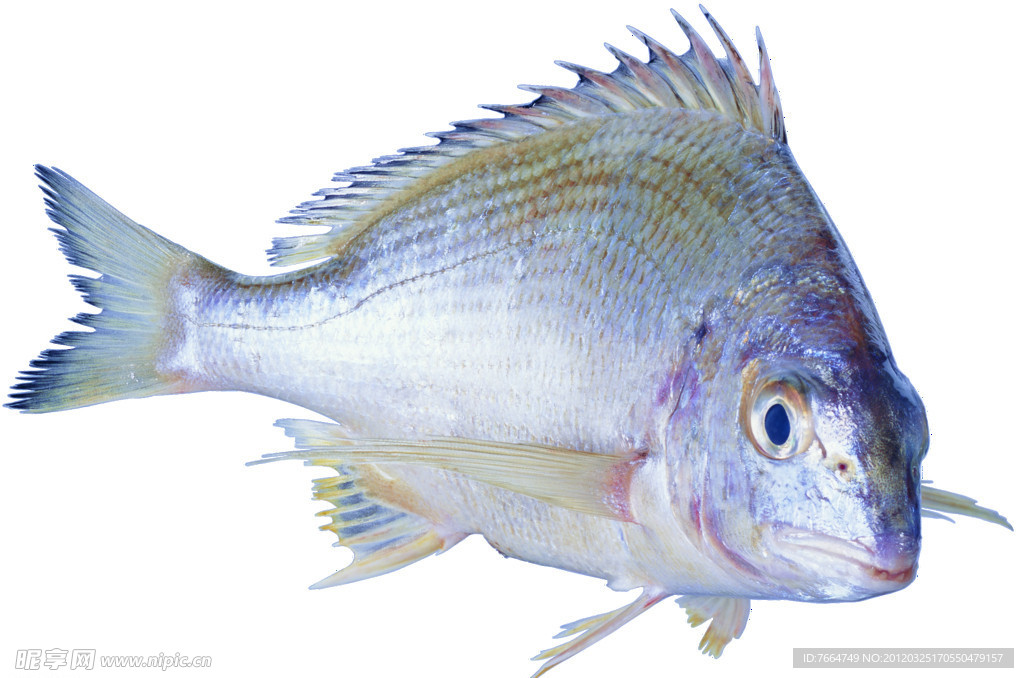 魚素材