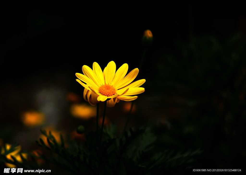 黃色小花